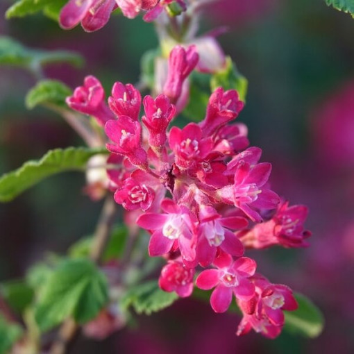 Groseille cramoisie 'Pulborough Scarlet' P9/C1