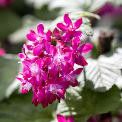 Groseille cramoisie 'Pulborough Scarlet' P9/C1