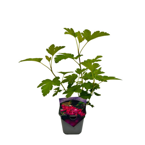 Groseille cramoisie 'Pulborough Scarlet' P9/C1