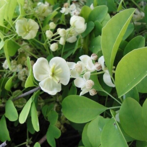 Akebia quinata 'Alba' P9/C1