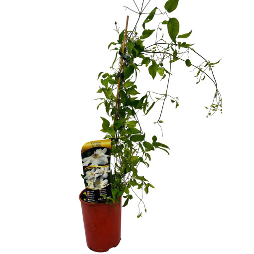 Clematis à grandes fleurs 'Huldine' P9/C1