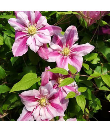 Clematis à grandes fleurs Patricia Ann Fretwell 'Pafar' pot 4L