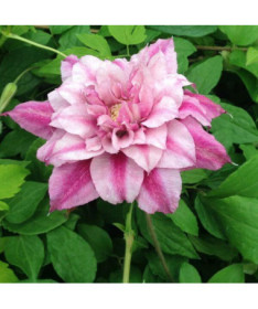 Clematis à grandes fleurs Patricia Ann Fretwell 'Pafar' pot 2L
