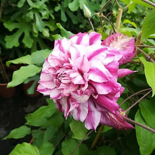Clematis à grandes fleurs Patricia Ann Fretwell 'Pafar' pot 2L