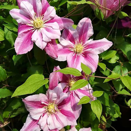 Clematis à grandes fleurs Patricia Ann Fretwell 'Pafar' pot 2L
