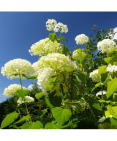 Hortensia arborescent 'Annabelle' P9/C1