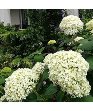 Hortensia arborescent 'Annabelle' P9/C1