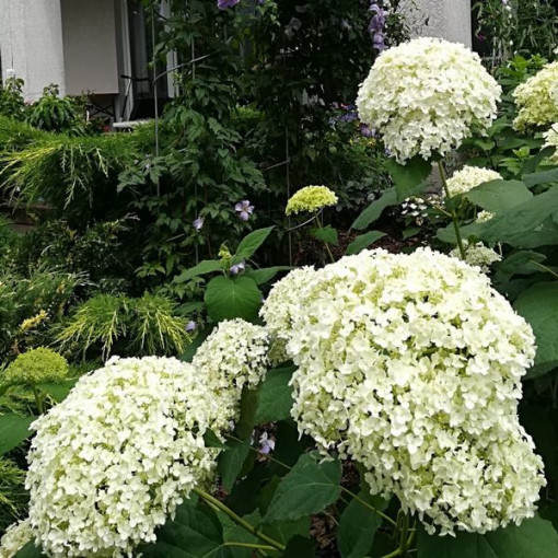 Hortensia arborescent 'Annabelle' P9/C1