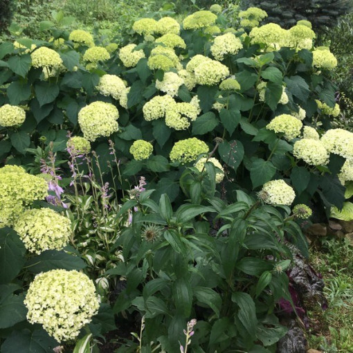 Hortensia arborescent 'Annabelle' P9/C1