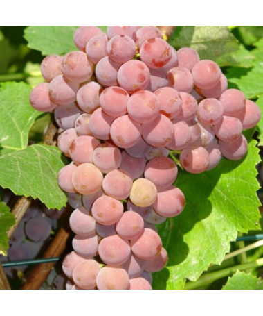 Vigne Einset Seedless, SANS PÉPINS, pot 2L