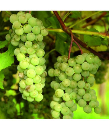 Raisin Interlaken sans pépins 2L