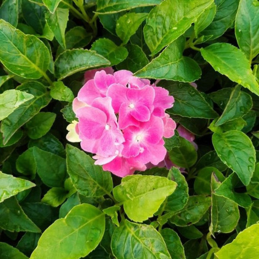 Ensemble de 4 pièces - Hortensias de jardin dans des contenants P9/C1
