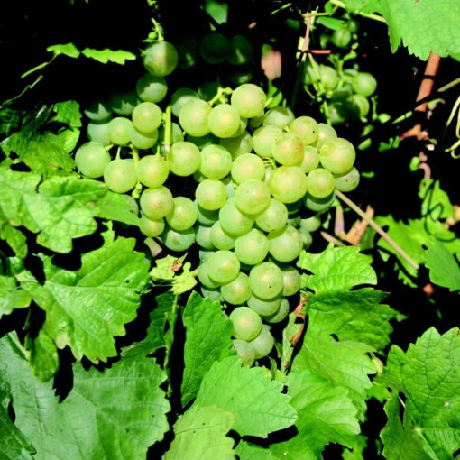 Raisin Interlaken sans pépins 2L