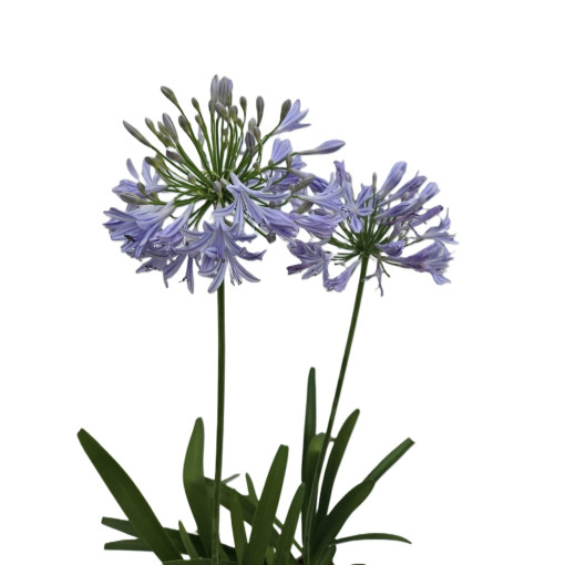Agapanthes Bleue (Agapanthus Africanus) plants en pot de 2L