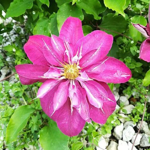 Clematis plein-semi double 'Red Star' P9/C1