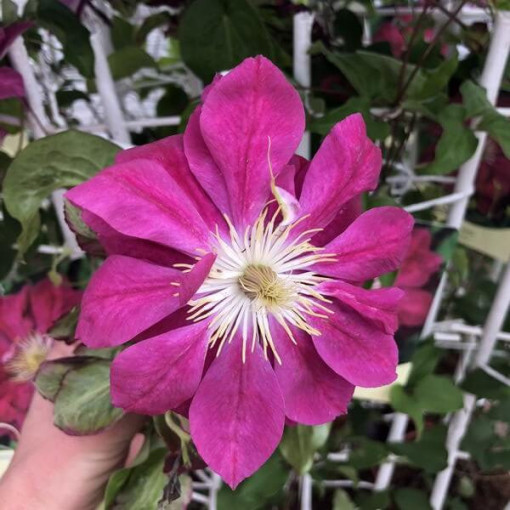 Clematis plein-semi double 'Red Star' P9/C1
