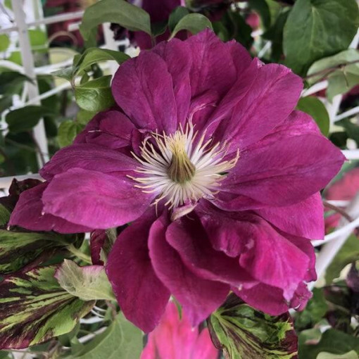 Clematis plein-semi double 'Red Star' P9/C1
