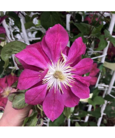 Clematis plein-semi double 'Red Star' pot de 2L