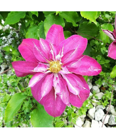 Clematis plein-semi double 'Red Star' pot de 2L