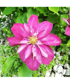 Clematis plein-semi double 'Red Star' pot de 4L