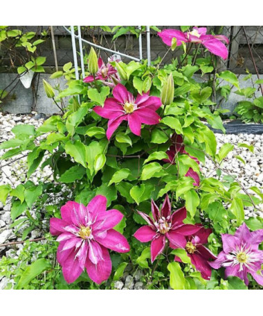 Clematis plein-semi double 'Red Star' pot de 4L