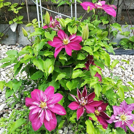 Clematis plein-semi double 'Red Star' pot de 4L
