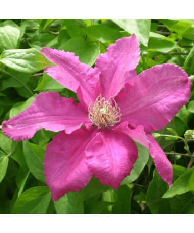 Clematis 'Ernest Markham' (à grandes fleurs) P9/C1