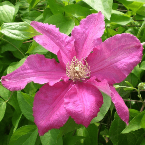Clematis 'Ernest Markham' (à grandes fleurs) P9/C1