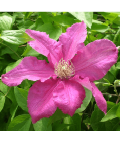 Clematis 'Ernest Markham' (à grandes fleurs) P9/C1