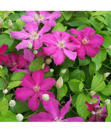 Clematis 'Ernest Markham' (à grandes fleurs) P9/C1