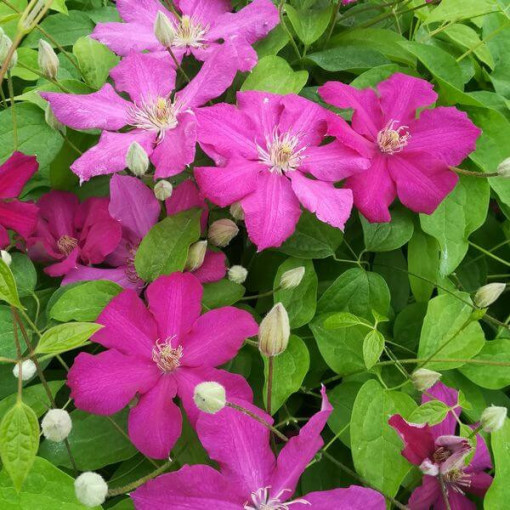 Clematis 'Ernest Markham' (à grandes fleurs) P9/C1