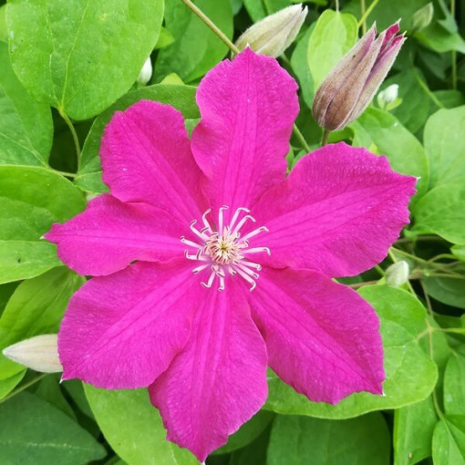 Clematis 'Ernest Markham' (à grandes fleurs) P9/C1