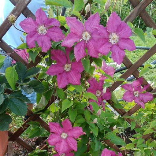 Clematis 'Ernest Markham' (à grandes fleurs) P9/C1