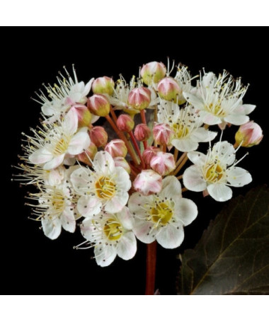 Spiraea japonica 'Red Baron' pot de 2L