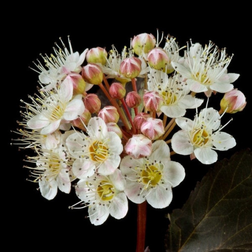 Spiraea japonica 'Red Baron' pot de 2L