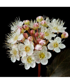 Spiraea japonica 'Red Baron' pot de 2L