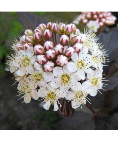 Spiraea japonica 'Red Baron' pot de 2L