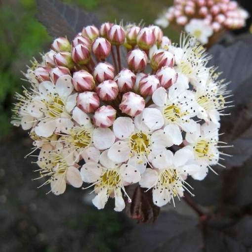 Spiraea japonica 'Red Baron' pot de 2L