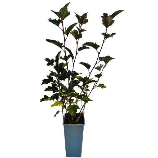 Spiraea japonica 'Red Baron' pot de 2L