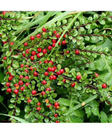 Cotonéaster suédois 'Coral Beauty' pot de 2L