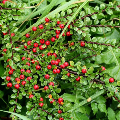 Cotonéaster suédois 'Coral Beauty' pot de 2L