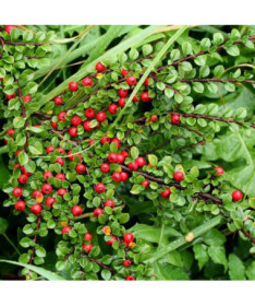 Cotonéaster suédois 'Coral Beauty' pot de 2L