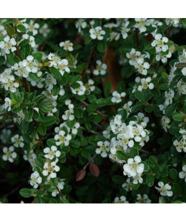 Cotonéaster suédois 'Coral Beauty' pot de 2L