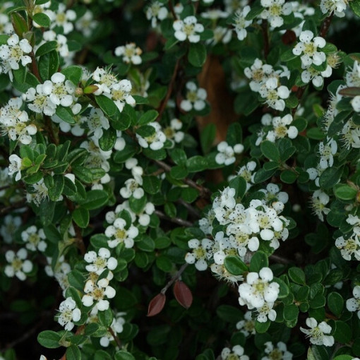Cotonéaster suédois 'Coral Beauty' pot de 2L