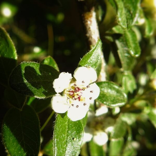 Cotonéaster suédois 'Coral Beauty' pot de 2L