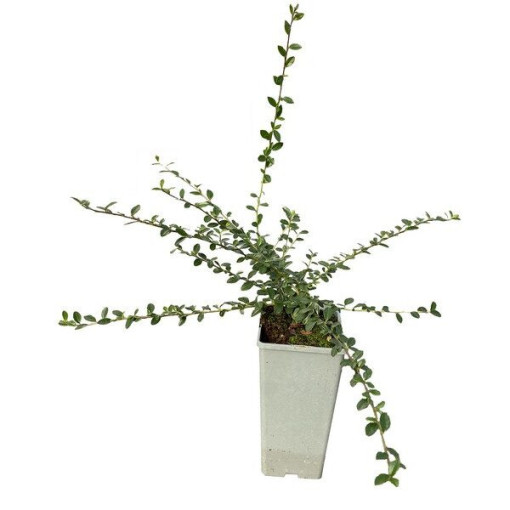 Cotonéaster suédois 'Coral Beauty' pot de 2L