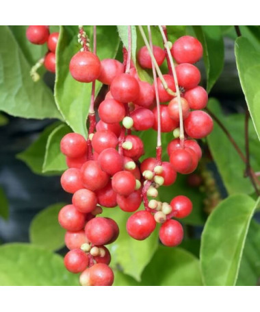 Liane magnolia chinoise (Schisandra chinensis) contenant 4L