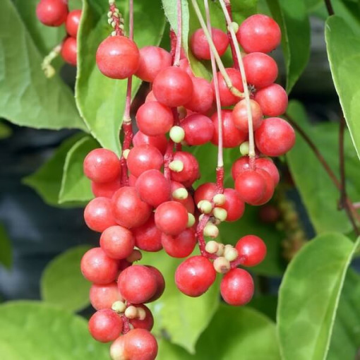 Liane magnolia chinoise (Schisandra chinensis) contenant 4L