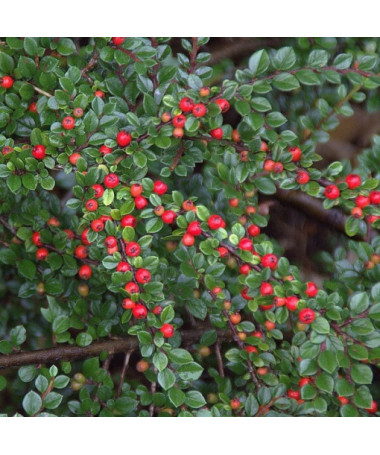 Cotonéaster rampant 2L pot
