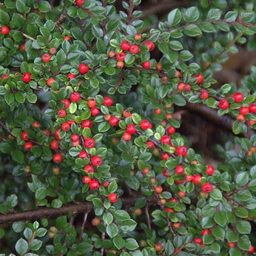 Cotonéaster rampant 2L pot